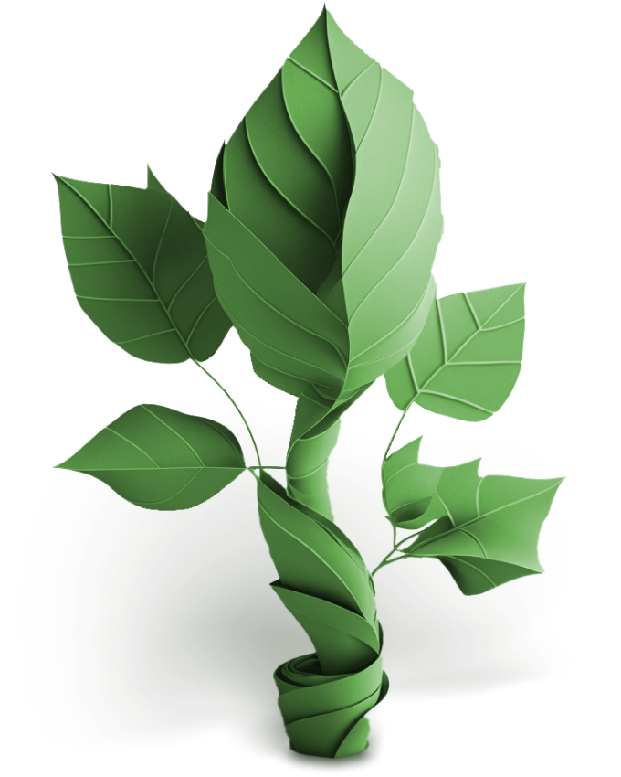 A sapling